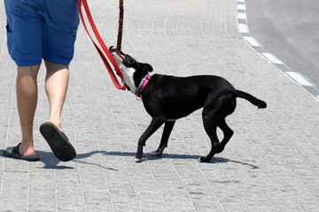 A dog on a walk in a city park.