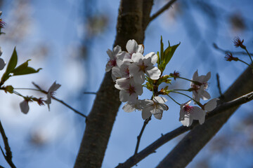 日本の春　青空に映える桜