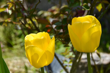 春の陽射しを浴びる黄色のチューリップ