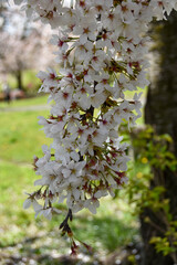 日本の春　青空に映える桜