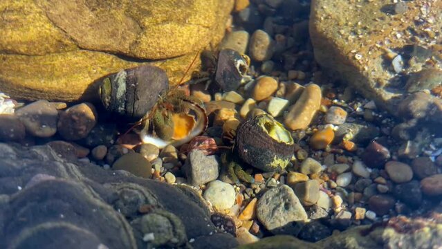 Funny Hermit Crab Eating A Sea Snail While Pushing Away Competition.