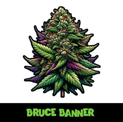 Vector Illustrated Bruce Banner Cannabis Bud Strain Cartoon