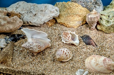 Small different seashells underwater