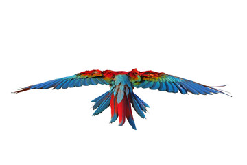 Beautiful feathers on the back of Green Wing Macaw parrot isolated on transparent background png file