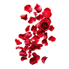 floating red rose petals on transparency background PNG
