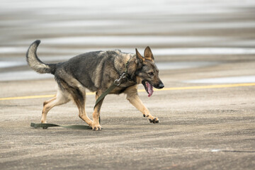 Smart police dog demonstrations to attack the enemy.K9 military dog unit.K-9 training service dogs for police.Soldier with his german shepherd dog running in the park.