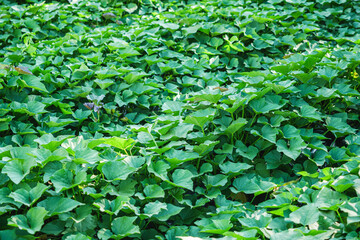 green plantation of organic natural sweet potatoes in the backyard