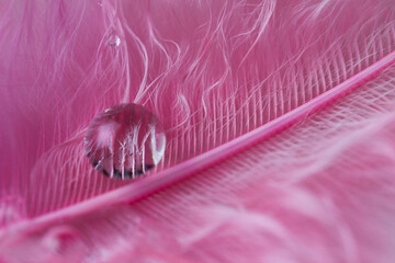Liquid droplets in close-up on a pink feather.