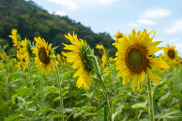 Fototapeta premium Sunflower.close up Sunflower field on a clear day.