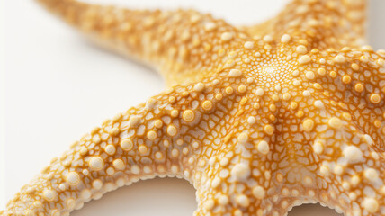 Close-up of a starfish showcasing its textured surface and patterns.