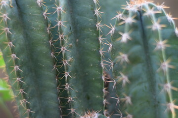 thorny cactus tree