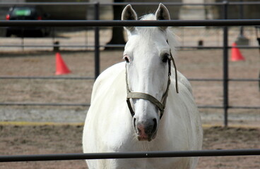 The horse is a domestic equid animal.