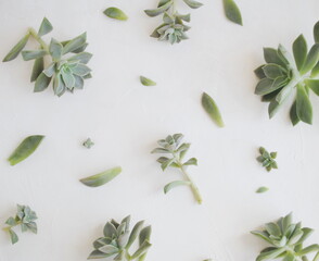 Green leaves, succulent branches on a white background. Background, space for text, top view, copy. 