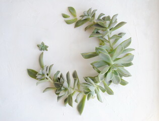 Wreath, frame of green leaves and succulent branches on a white background. Background, space for text, top view, copy.