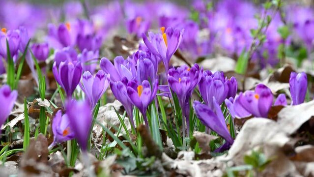 purple crocus flowers