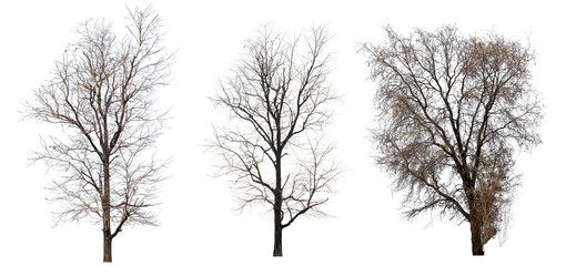 Dry branch of dead tree with cracked dark bark.beautiful dry branch of tree isolated on white background.Single old and dead tree.