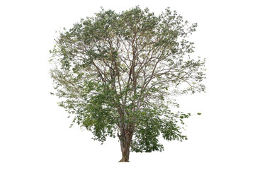 A tree with no leaves is shown on a white background. The tree is bare and has no leaves, giving it...