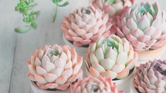 多肉植物エケベリアと風に揺れるグリーンネックレス