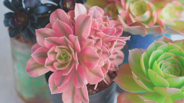 多肉植物、数種類のアエオニウム