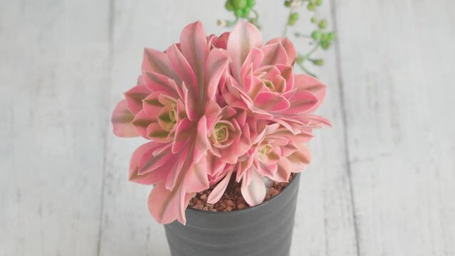 多肉植物、アエオニウム「ピンクウィッチ」