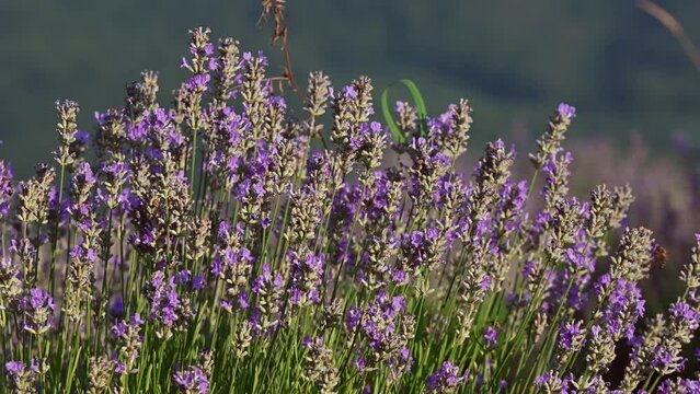 Lavender flower blooming scented fields in endless rows on sunset. Selective focus on Bushes of lavender purple aromatic flowers at lavender fields

