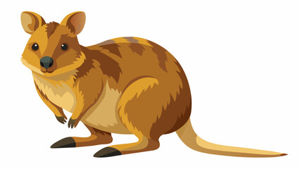 Funny cute Quokka, Setonix brachyurus as Short-tailed Scrub Wallaby with Rounded Ears Standing on Hind Legs and Smiling Vector Illustration