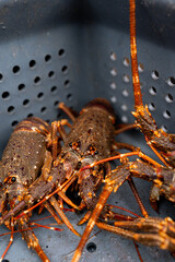 Alive lobsters on a box on a fishing boat