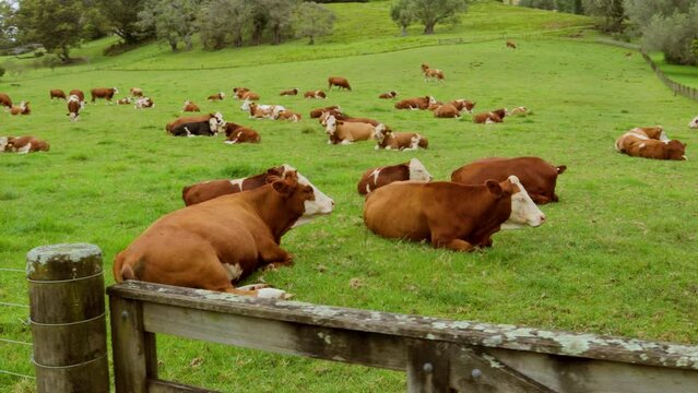 Brown and white hereford cows cattle resting graze at green urban hill humid wet meadow landscape, healthy animals laying down in the grass