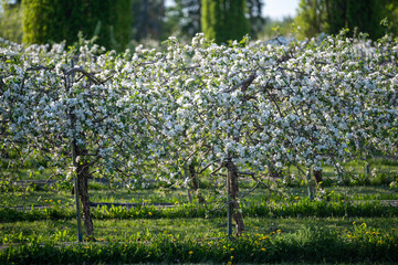 Beautiful old apple tree garden blossoming on sunny spring day. 