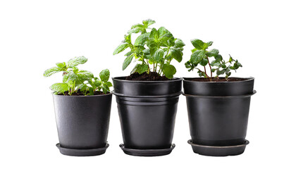 Three mint plants in black gardening pots.