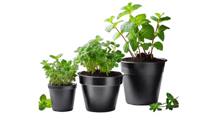 Three isolated mint plants in black pots.