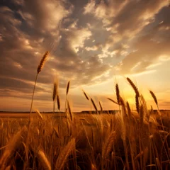 Foto op Canvas Golden Rays Embrace the Wheat Field © tracy
