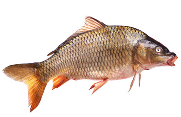 Fish isolated on white background