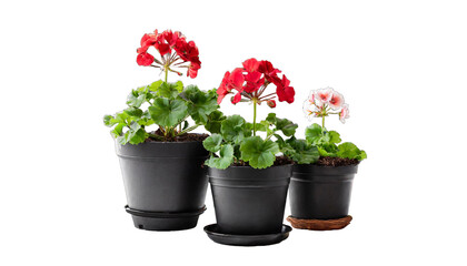 Three geranium plants in black pots. Flowers, gardening, spring concept.