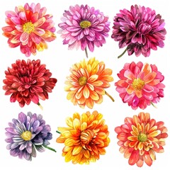 Watercolor chrysanthemum clipart with bold and vibrant blooms.
