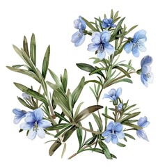 Watercolor rosemary clipart featuring delicate blue flowers and green foliage.