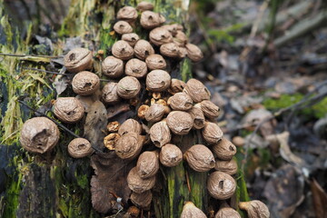 Bovista is a genus of fungi commonly known as the true puffballs, order Lycoperdales, The species...