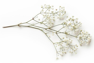 Few twigs with small white flowers of Gypsophila (Baby's-breath) isolated on white background. . photo on white isolated background