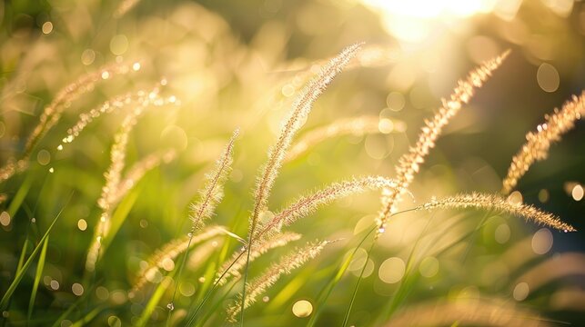 The soft grass touched by the mild sun sways elegantly in the wind beckoning you to embrace the beauty of nature