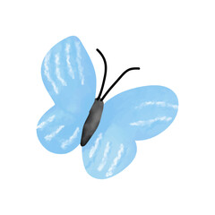 Blue butterfly watercolor 