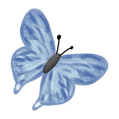 Blue butterfly watercolor on white 