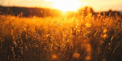 Golden sunset over a wild grassy field - obrazy, fototapety, plakaty