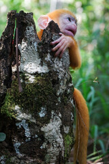 view of Juvenile Silvery Lutung Trachypithecus Cristatus hiding behind a stump with beautiful silver hair