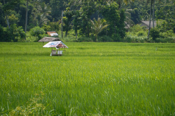 Rice field in countryside of indonesia