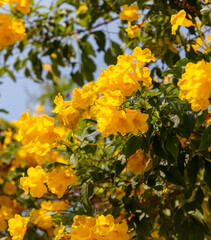 Beautiful yellow flowers on a tree in the tropics