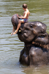 An elephant holds a man's trunk in the water