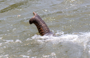 Elephant trunk in river water. Close-up
