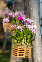 Pink flowers in a pot hang on a tree