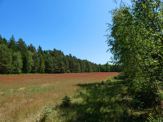 Obraz premium Forest landscape in the Rostock Heath