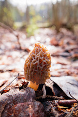 Morel mushrooms in the forest - 786867123